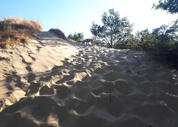 M24 Bambi * Doornspijk